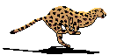 cheetah   animations