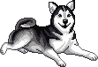 husky animation