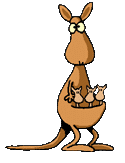kangaroo with 3 baby joeys animation